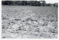 Dry fields