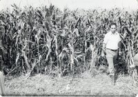 1978 Unidentified men examining corn