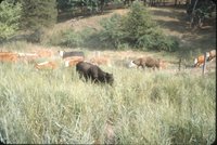 Cows in grassy field