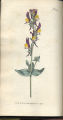 Three-leaved Toad-flax, Spurred Snapdragon