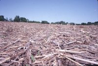 Mike Brown no-till corn field, 1980s