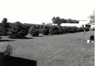 Rows of evergreens