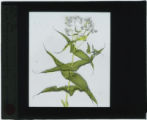 Eupatorium perfoliatum (Boneset)