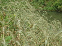 2007 Jack Strawhacker photos of grasses