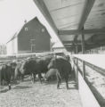 Cattle and hog at the feed bunk, 1963