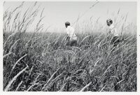 1970's Group of men in tall grass