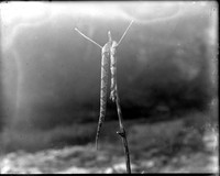 AN 206  Killed snake