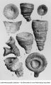 Corals, Heliophyllum. Plate 2., late 1890s or early 1900s