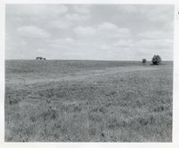 Van parked on Top of Grassy Pasture with  two Shrub Trees