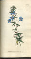 Italian Pimpernel, Blue Pimpernel