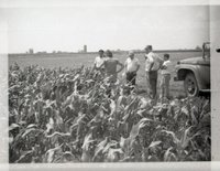 Group of Men in Corn Field