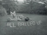 Lyon residence hall Homecoming lawn display,"" All balled up."" 1951