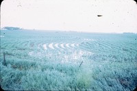 Broad based terraces with water on the farm of Harry Hull.