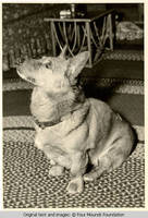 Dog sitting up on a rug