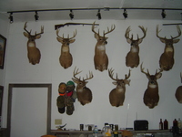 2007 Jack Strawhacker photos of room with animal trophies