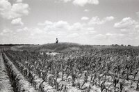Man stands in grassy field