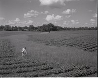 Young Girl Stands in Cornfield