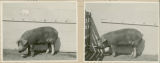 Experiment 326, representative pig #26B, 1930