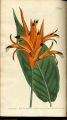 Parrot-beaked Heliconia, False Bird of Paradise, Wild Plantarn, Parrot's Flower, Parakeet Flower, Parrot's Plartain