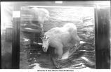 Mountain goat, Museum, New Science Hall, The University of Iowa, 1910