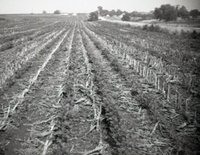 Unidentified Black and White Photo Negatives Showing Rural Scenes