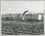 Harvesting corn