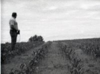 Side View of Unidentified Man Looking Away Standing in Corn Field