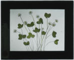 Trifolium repens (White clover)