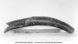 Pleistocene Fauna, mastodon  mandibular tusk, late 1890s or early 1900s