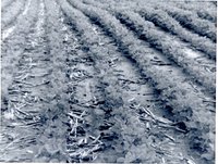 No-Till Beans in Corn