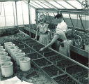 Students inspecting plants in a greenhouse, The University of Iowa, 1950s