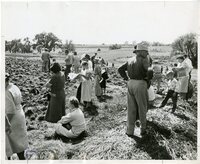 1948 Onlookers at Field Day Plowing Contest