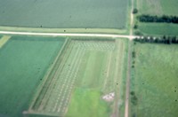 Windbreak on the farm of Don and Phyllis Conley.