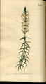 Toothed Hebenstretia