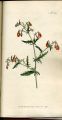 Cut-leaved Mahernia