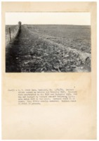 1937 - Terraced field in wheat