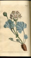 Thick-stalked Crane's-bill