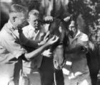 Injecting anesthesia into eyelid of a horse, 1937