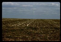 No-till Field.