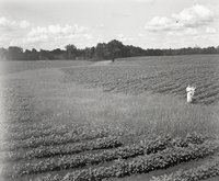 Young Girl Stands in Cornfield