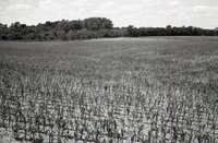 Spindly corn in field