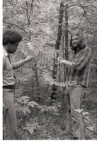 1970s  Examination of leaves on a tree in the woods