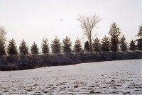 1996 Windbreaks on Debbie Burr farm