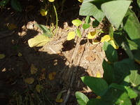 2007 Woodchip residue in fields