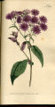 Purple-leaved Cineraria