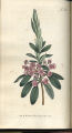 Narrow-leaved Kalmia, Sheep Laurel, Pig Laurel, Lambkill