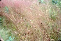 Love grass in the DeSoto Bend.