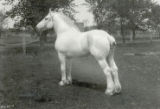 Jalap, Percheron stallion, 1926