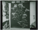 Eutrochium (Joe-Pye Weed)