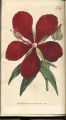 Superb Hibiscus,Rose Mallow, Giant Mallow
